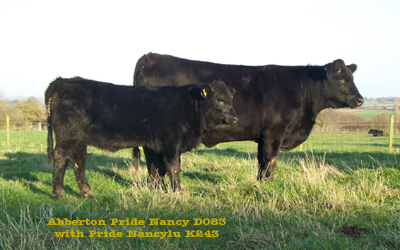Abberton Angus