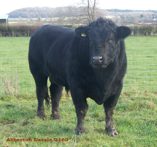 Abberton Angus
