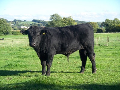Abberton Daz J220