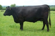 Abberton Duchess Dancer F129