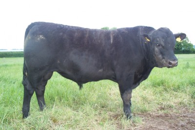 Abberton Ned J202
