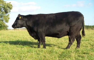 Abberton Pride Nina G146