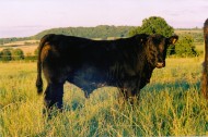 Abberton Luger G140