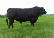 Abberton Mr. Buccleuch R350 2 800