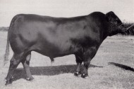 Young Dale Hogan 3Y