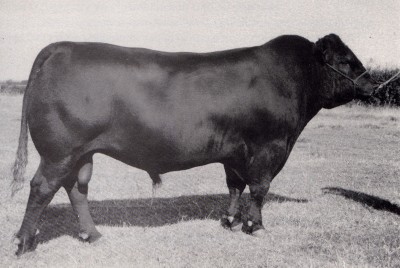 Young Dale Hogan 3Y 