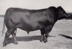 Young Dale Hogan 3Y