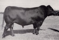 Young Dale Hogan 3Y